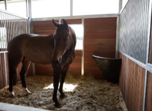 stall_hof_boernsen